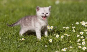 고양이 울음에 관한 모든 것