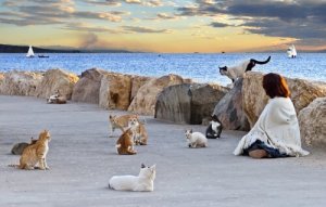 길고양이 무리를 관리해야 하는 이유