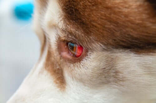 개에게 발생하는 결막하출혈을 치료하는 방법