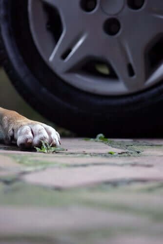 반려동물이 교통사고를 당했을 때 배상 요구