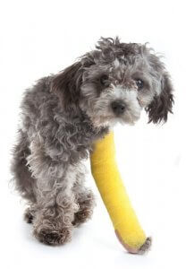 다리를 저는 장애를 가질 수 있는 소형 견종