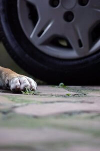 반려동물이 교통사고를 당했을 때 배상 요구