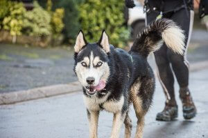 반려견과 함께하는 체중 감량