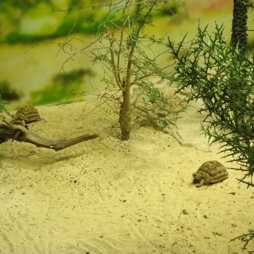 거북이를 키우는2