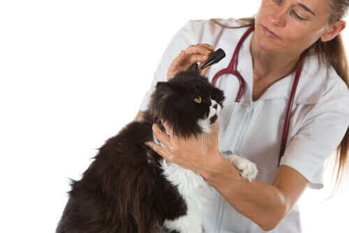 고양이 귀 진드기의 증상 및 치료법