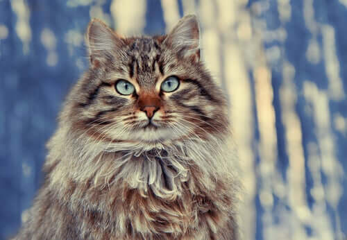 중장모 시베리아 숲 고양이