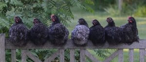 닭장을 설치하기 전에 반드시 알아야 할 7가지