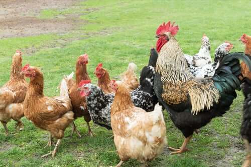 닭장 관리 비용