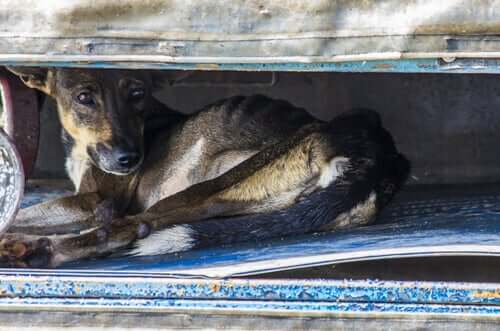 자연재해 시 반려동물