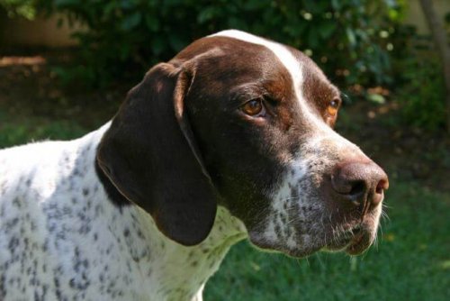 포인터 브라크 프랑세