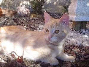 고양이의 바이러스성 질병