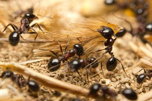 개미의 신기한 생태에 관하여