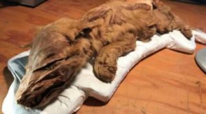 캐나다에서 발견된 새끼 늑대 미라