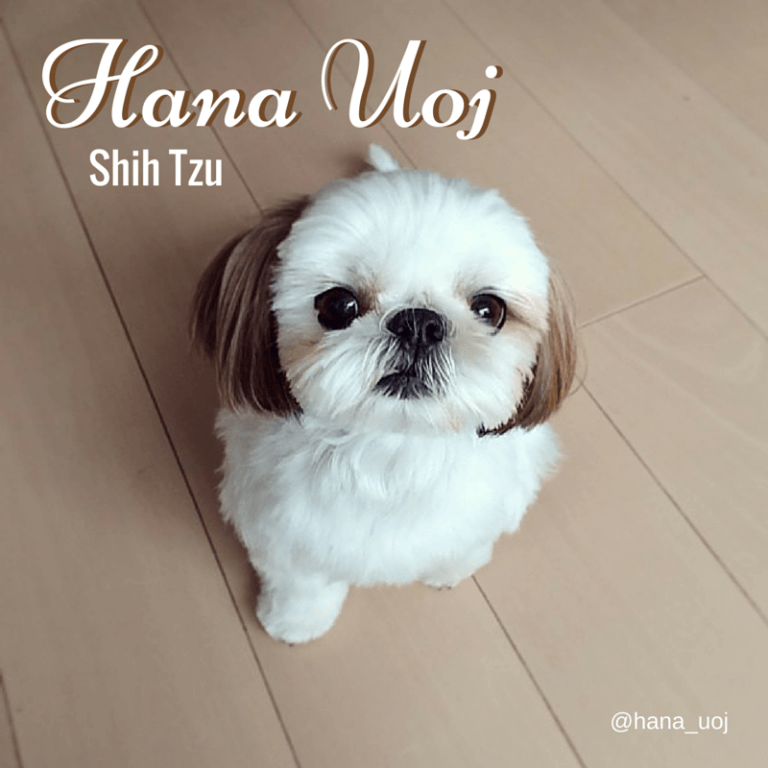 인스타그램 믹스견