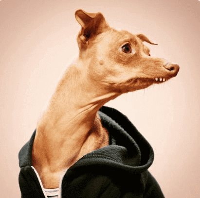 인스타그램 튜나