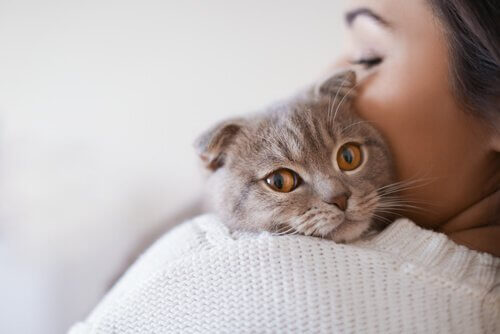 고양이 백혈병의 원인, 증상 및 치료 방법