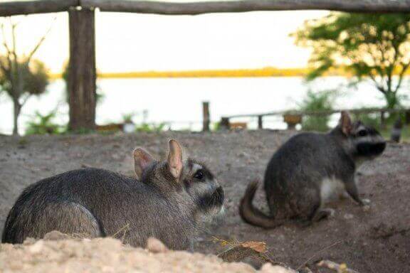 비스카차는 어떤 동물일까?