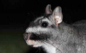 비스카차는 어떤 동물일까?