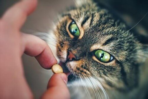 고양이에게 약을 먹이는 좋은 방법은?