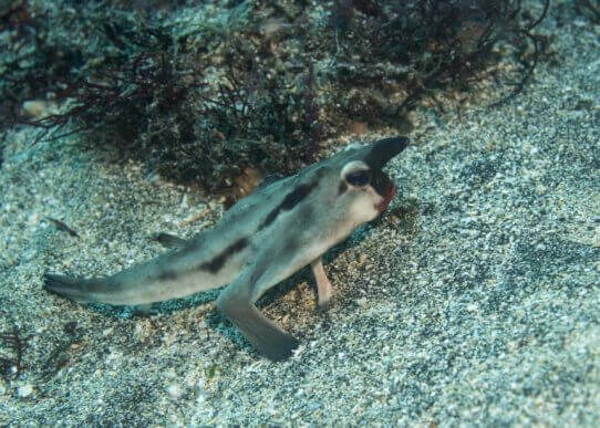 붉은 입술 부치는2