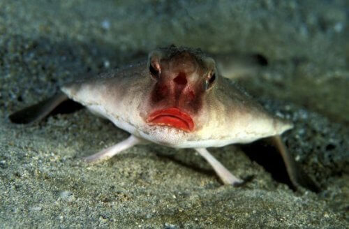 붉은입술박쥐물고기는 어떤 물고기일까