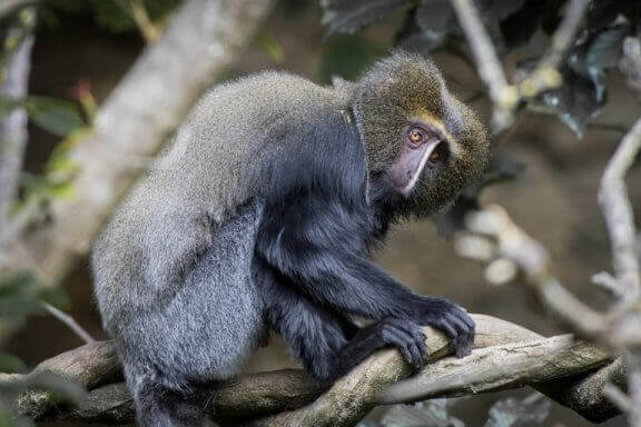 햄린원숭이의 독특한 모습과 특징
