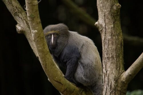 햄린원숭이의 독특한 모습과 특징