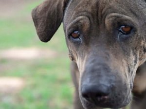 동물의 감정: 개도 인간처럼 울 수 있을까?