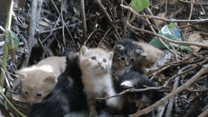 TNR 프로젝트는 무엇일까