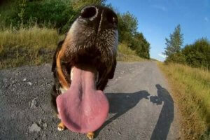 반려견 입 냄새의 원인