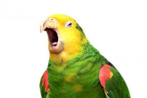 앵무새는 자신이 무슨 말을 하는지 알고 있을까?