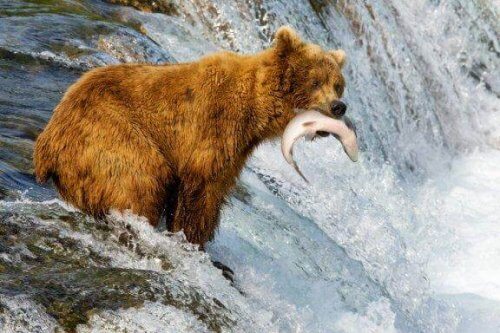 큰곰과 회색곰은 어떤 점이 다를까?