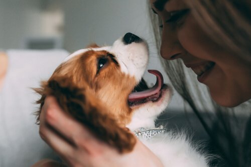 개와 대화하는 방법