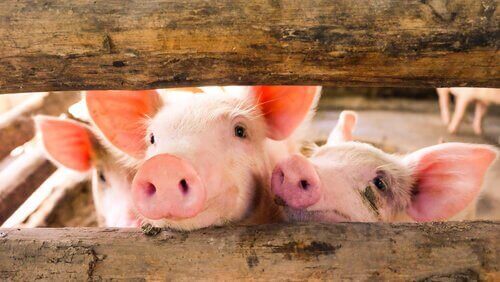 돼지 사육의 역사