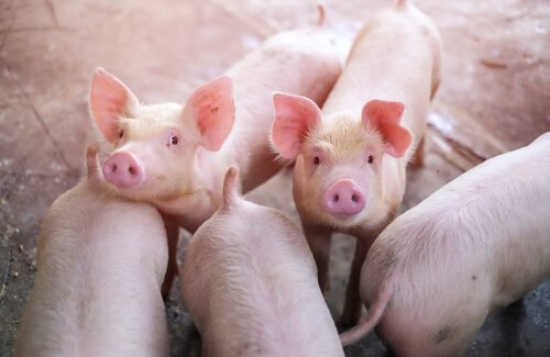 돼지 사육의 역사