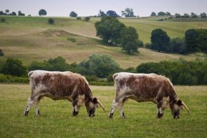 동물 복제의 장단점