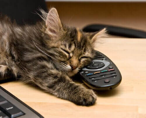 고양이는 고통을 인지한다