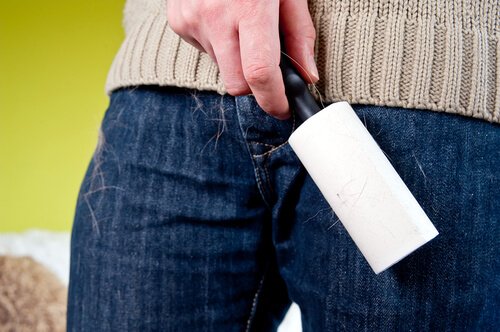 집 안 곳곳의 개털을 제거하는 방법