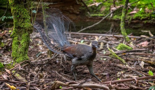 금조의 놀라운 능력