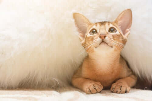 개냥이 아비시니안