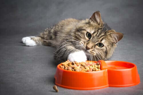 암에 걸린 고양이를 위한 식단