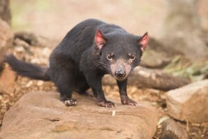 유대목 동물의 왕국, 호주