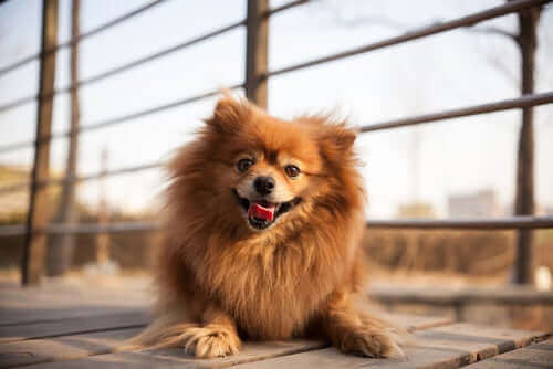 코로나 바이러스와3