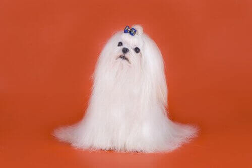 비숑 말티즈를 돌보는 법