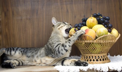 고양이에게 안전한 과일: 사과