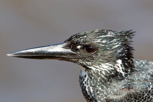 큰물총새의 특성과 서식지