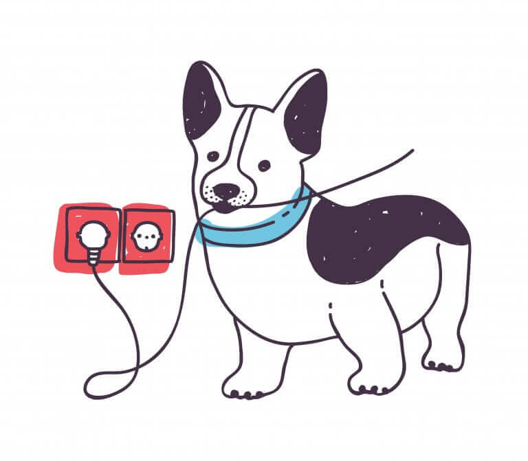 반려동물이 겪을 수 있는 가장 흔한 사고