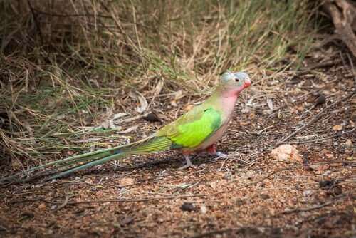 앵무 공주 앵무
