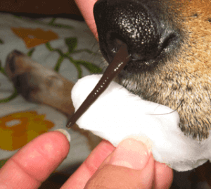 티라노 거머리는 도대체 어떤 생물일까