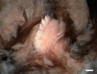 왜 티라놉델라 렉스 거머리라고 불리는가?